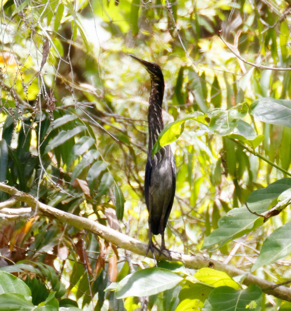 Black Bittern at Cattana Wetlands, Queensland
