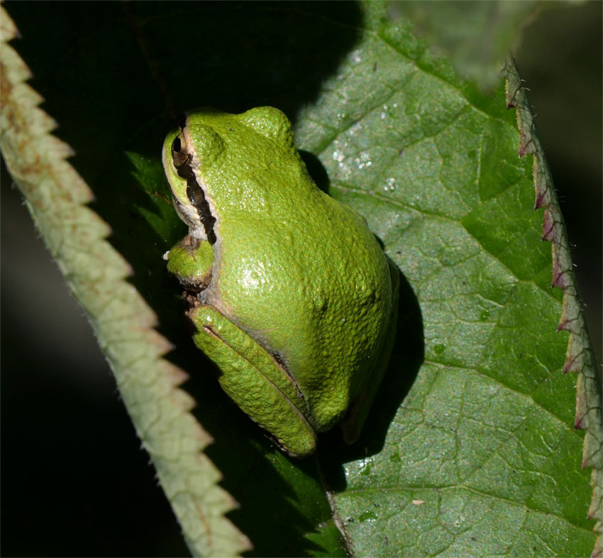 Green variation of Pacific Tree Frog